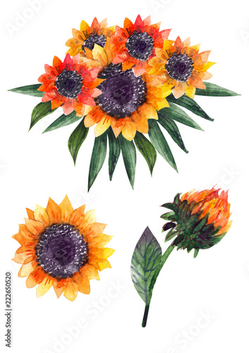 Autumn watercolor compositions or bouquets of sunflowers © illustratrice Manu