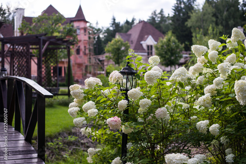Bush blooming white hydrangea in the Park, hydrangea grows in the recreation area in the private sector (horizontally)