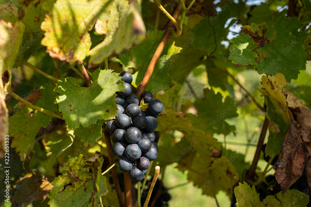 Blaue Weintrauben an Rebe mit grünen Blättern 1