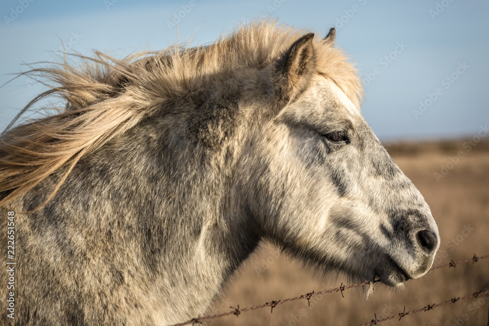 Beautiful wild horse in Iceland Beautiful wild horse in Iceland