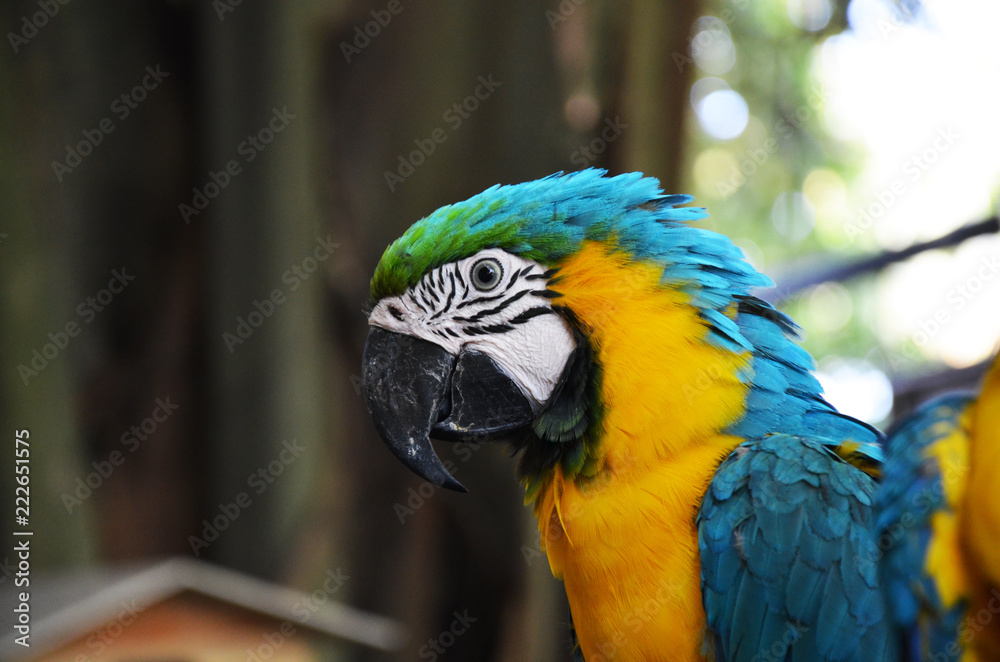 Blue and Yellow Parrot
