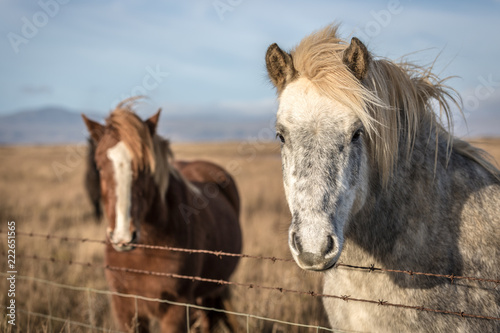 Two beautiful wild horse in Iceland © LMspencer