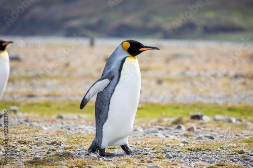 penguin in the arctic