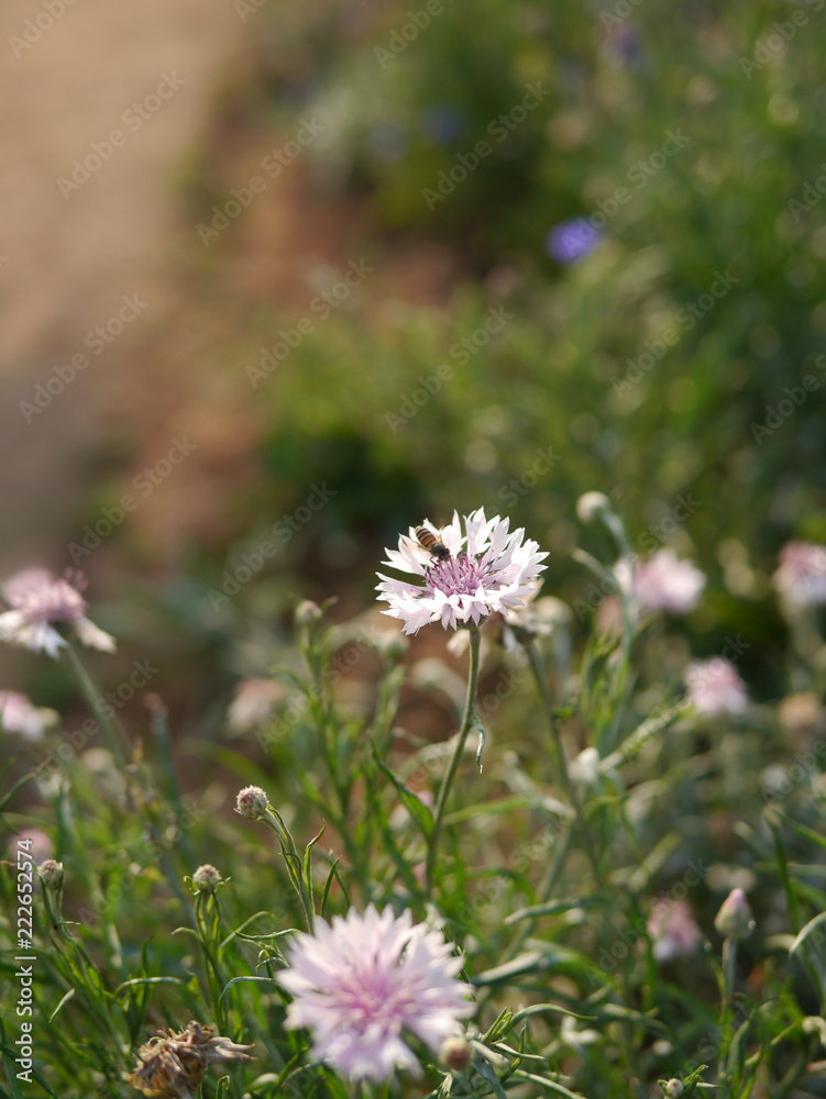 Bee and flower with blur background Bee and flower with blur background