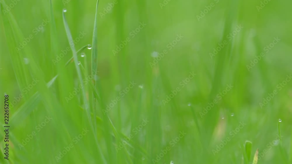 Vegetation. Green grass. Bushes and bush.Panning,Closeup, Vegetation. Green grass. Bushes and bush.Panning,Closeup,