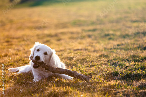 Golden Retriever Playing on Feld with Stick