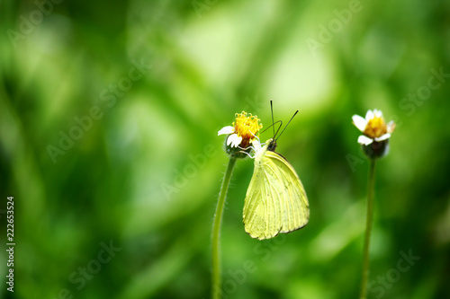 Blossom flowers with butterfly in Natural light and Spring flowers.  © cocorattanakorn