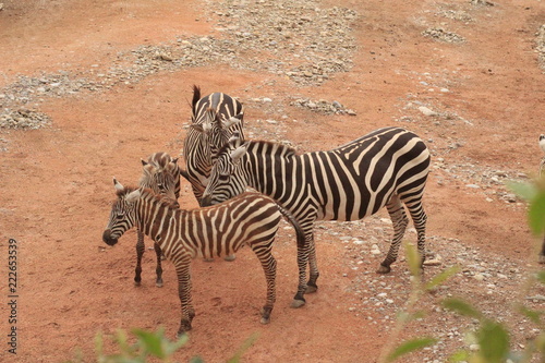  A family of zebras photographed in their natural . Concept  Nature  Wild  animal