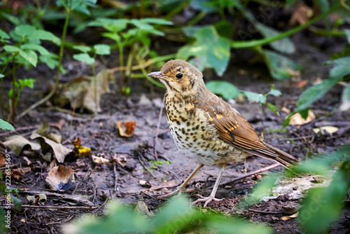 Song thrush youngster (Turdus philomelos) sitting on the ground