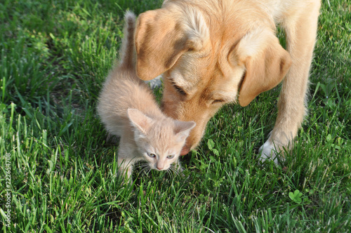 orange domestic tabby cat and labrador dog