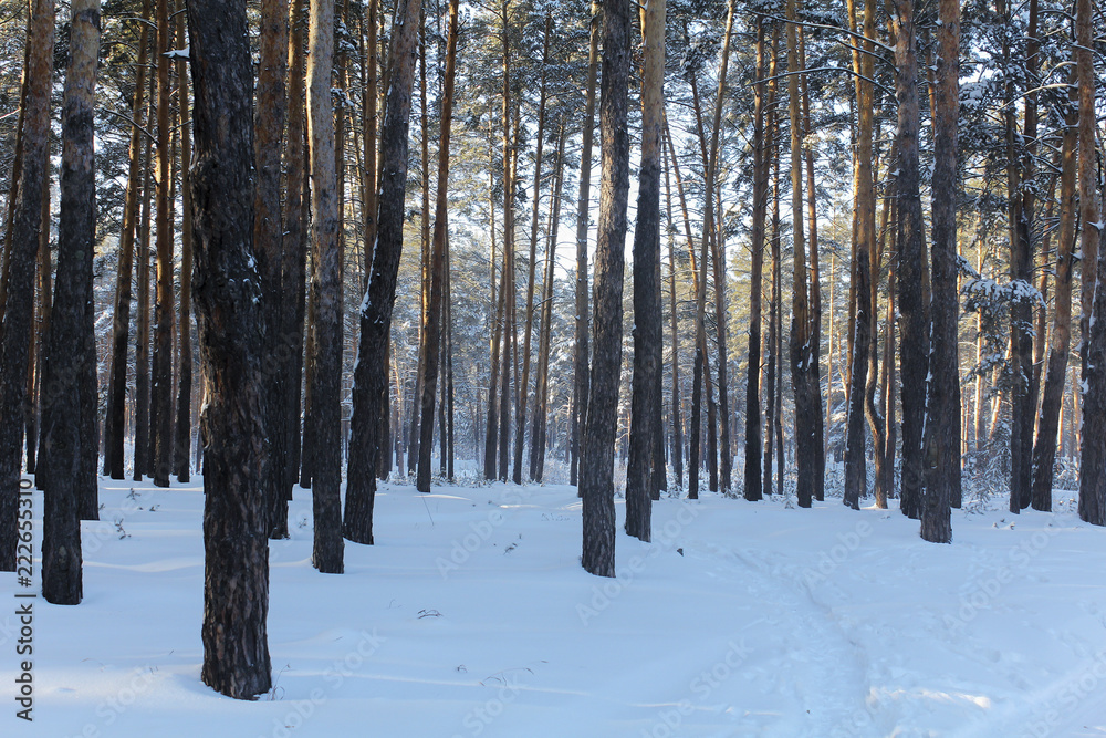 Trunks of pines  in the forest