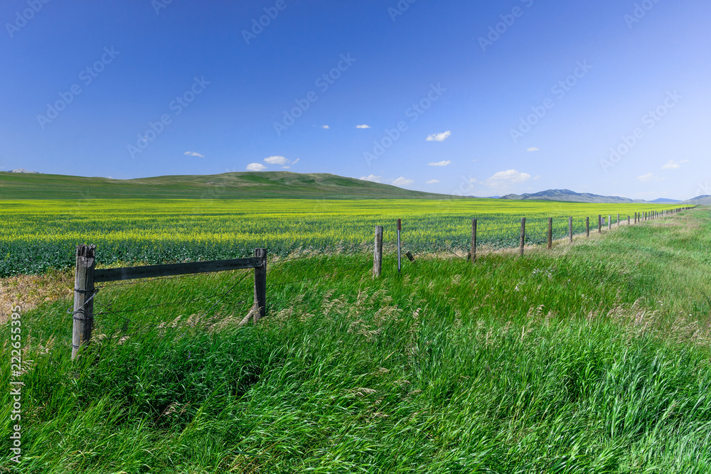 Flowers fill a field across the prarie on a beautiful summer day in Alberta, Canada