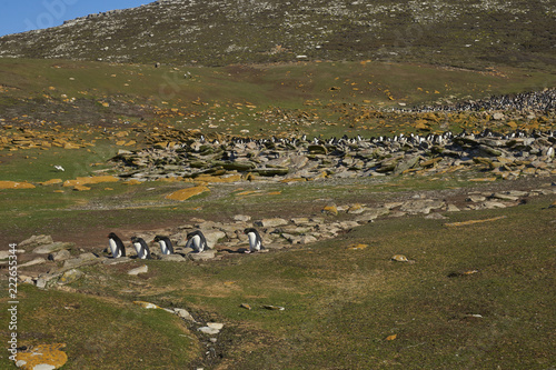 Rockhopper Penguins (Eudyptes chrysocome) walking across a grassy slope to reach the sea on Saunders Island in the Falkland Islands. © JeremyRichards