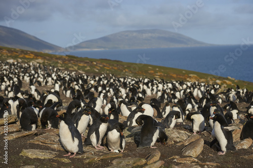 Colony of Rockhopper Penguins (Eudyptes chrysocome) on a grassy plain close to cliffs leading to the sea on Saunders Island on the Falkland Islands.
