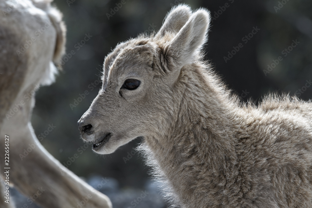 Young Mountain Goat in Kananaskis Country Young Mountain Goat in Kananaskis Country