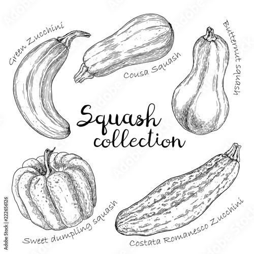 Collection of different vector squashes. Hand drawn graphic. Vintage style.