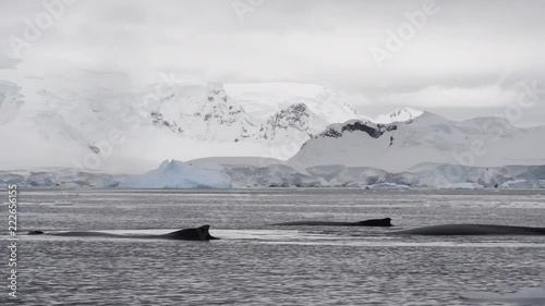 Humpback Whale feeding krill photo