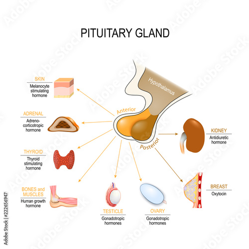 pituitary hormone