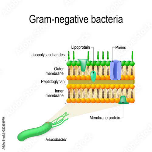 cell wall structure of Gram-negative Bacteria for example Helicobacter.