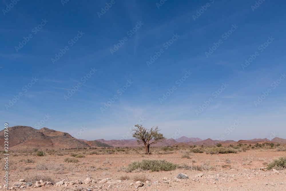 Tote Bäume in Wüstenlandschaft