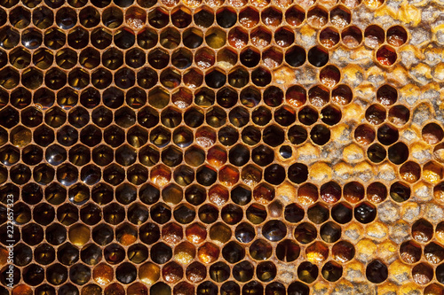 Working bee on a honeycomb
