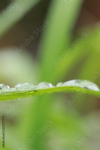 Rainy drops on grass leaves in the grass field