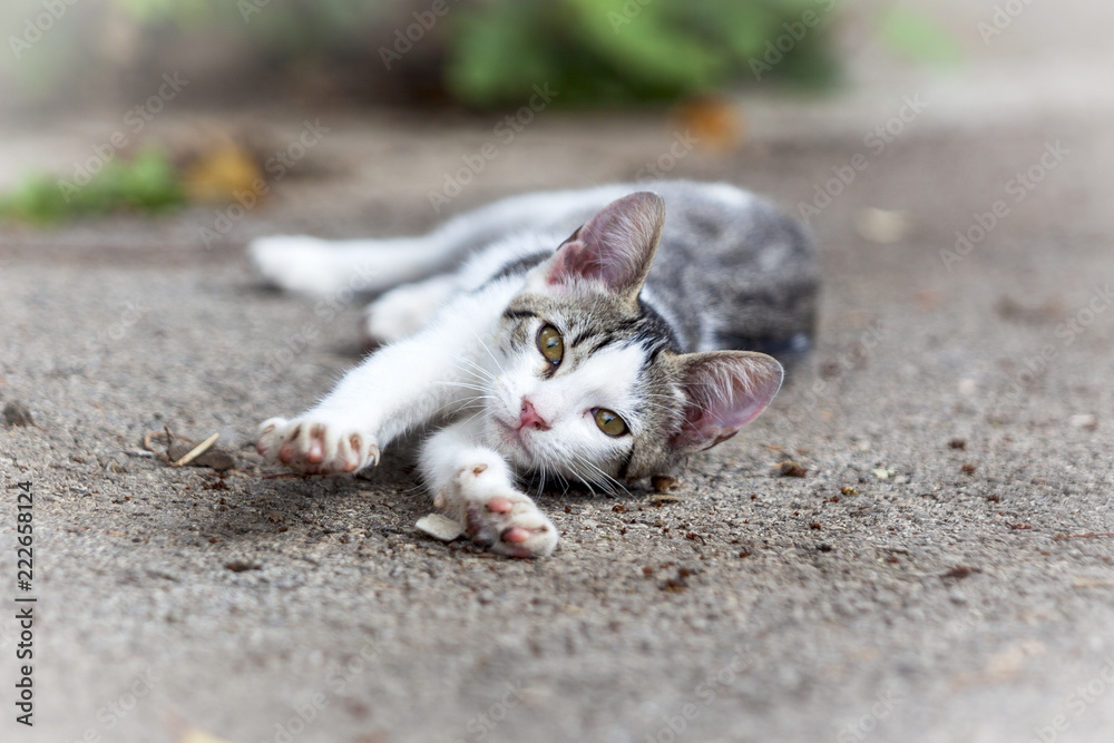 Fototapeta premium Perro recién nacido