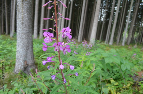 Wierzbówka kiprzyca (Epilobium angustifolium) na tle lasu, wierzbownica photo