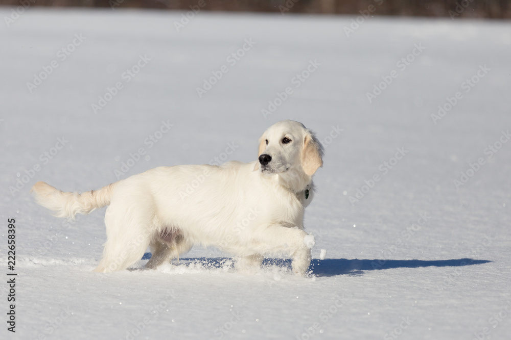 Golden Retriever Running on Snow Field Golden Retriever Running on Snow Field