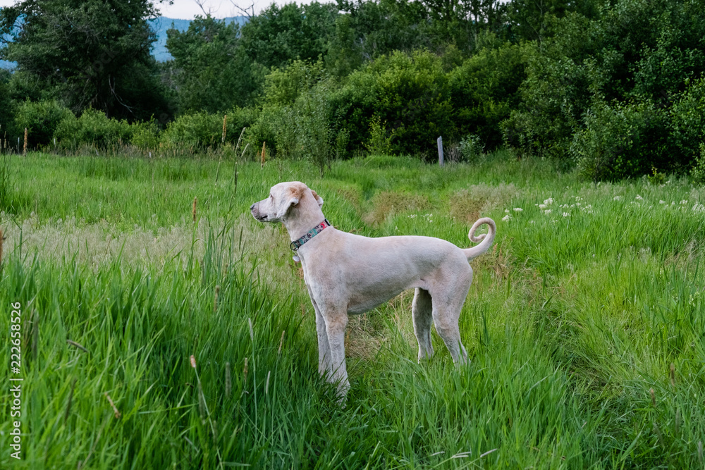 Dog Exploring a Green Meadow