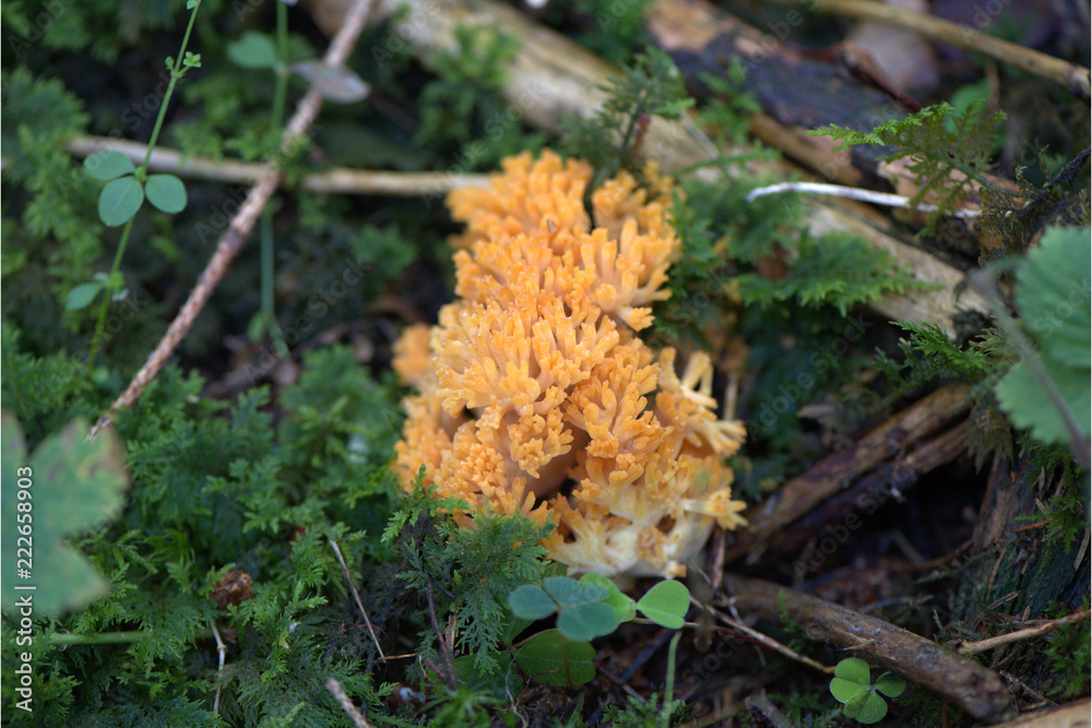 Korallen Pilz