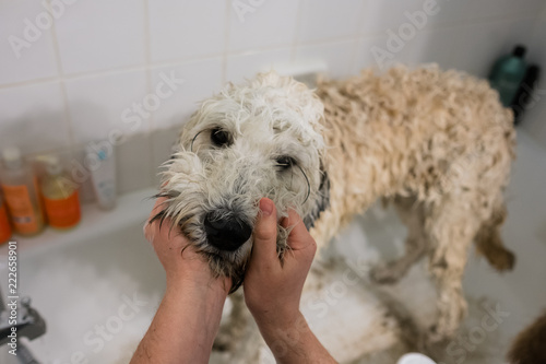 Close Up of a Dog Getting a Bath