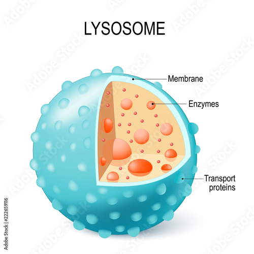Anatomy of the Lysosome: Hydrolytic enzymes, Membrane and transport  proteins. photo