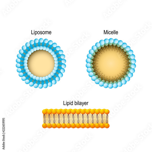 Cell membrane (Lipid bilayer), Micelle, Liposome. Phospholipids structures.