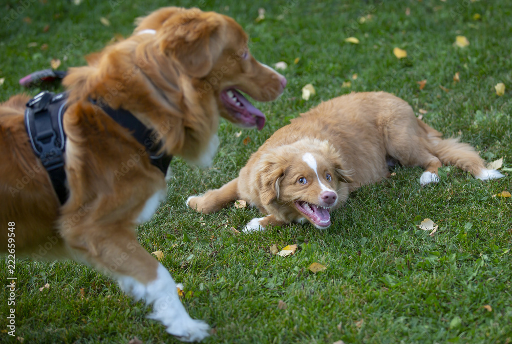 Two tollers playing outdoors. Puppy dog and a older one. The breeds are Nova scotia duck tolling retrievers.