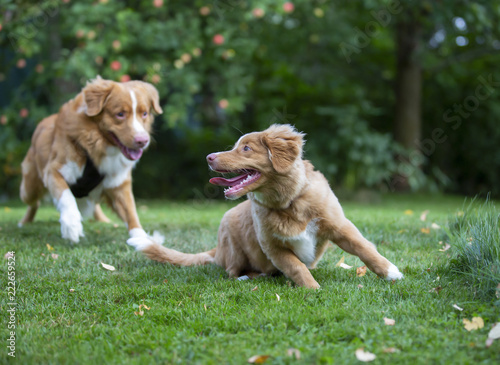 Two tollers playing outdoors. Puppy dog and a older one. The breeds are Nova scotia duck tolling retrievers.