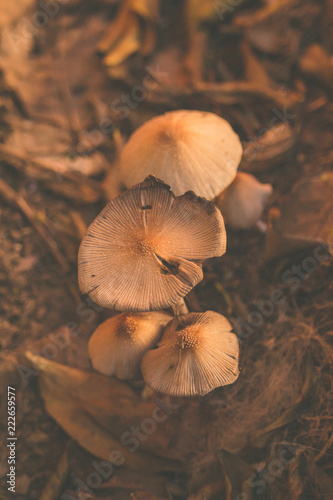 Some fungi on the wet soil