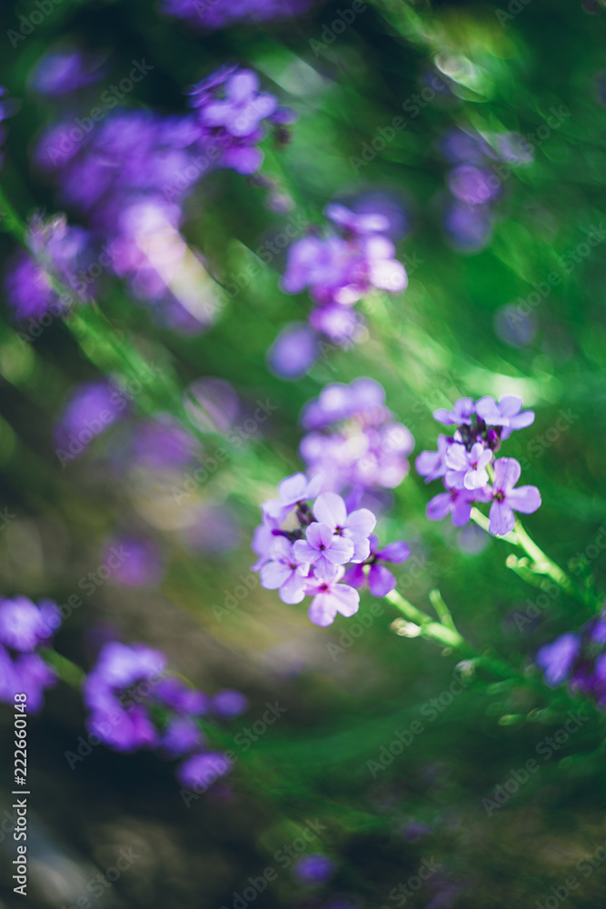 colourful spring flowers colourful spring flowers
