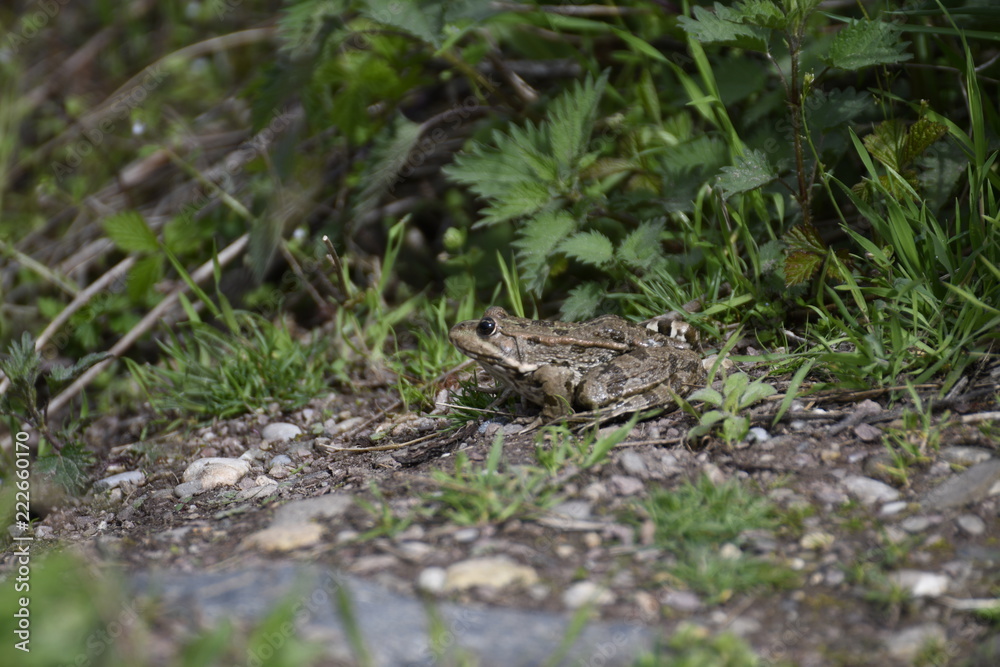 Fototapeta premium Frösche