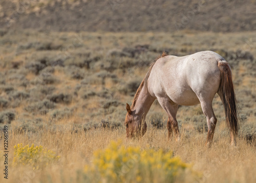 Wild horses on Wyoming Prairie