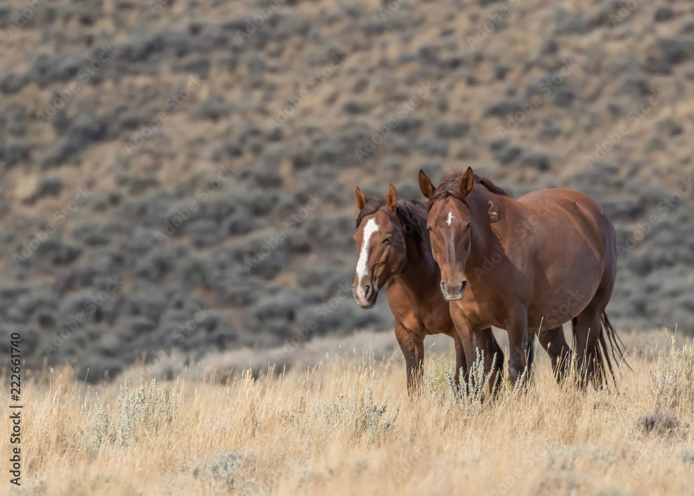 Wild horses on Wyoming Prairie Wild horses on Wyoming Prairie