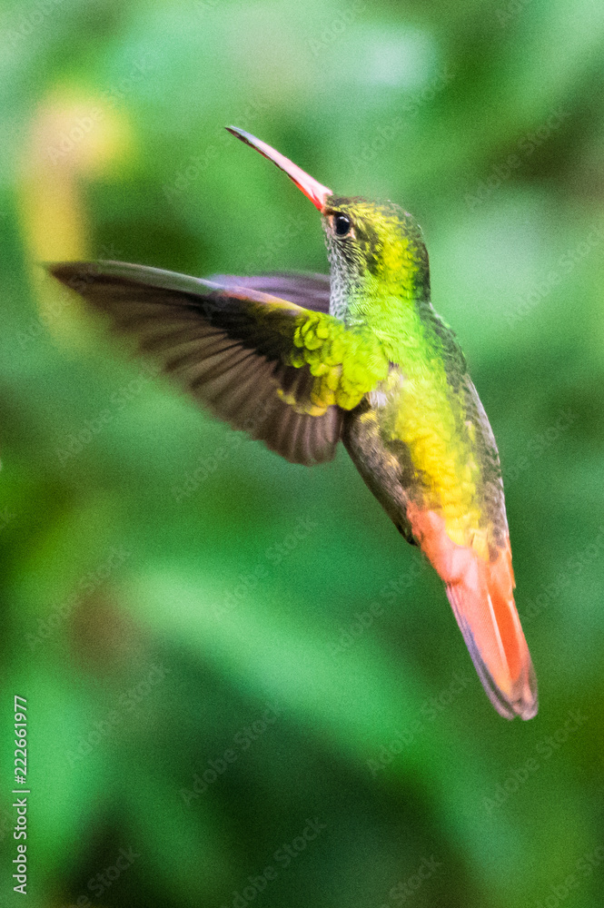 Fototapeta premium Hummingbird(Trochilidae)Flying gems