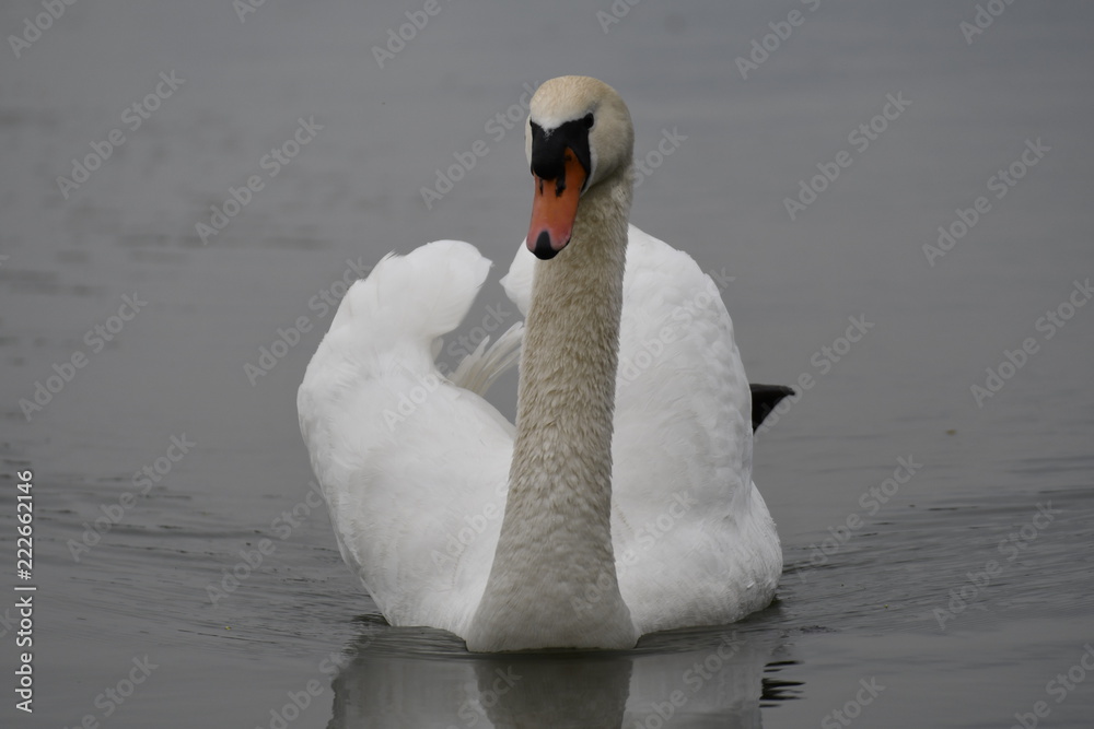 Naklejka premium Schwan