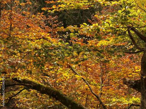 Fagus sylvatica. Feuillage persistant de h  tre commun aux couleurs cuivr  es d automne