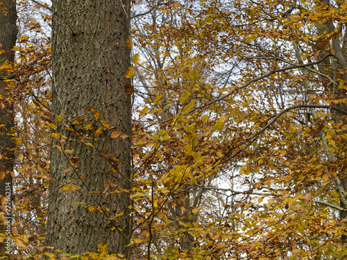 Fagus sylvatica. Tronc de hêtre commun ou hêtre européen.