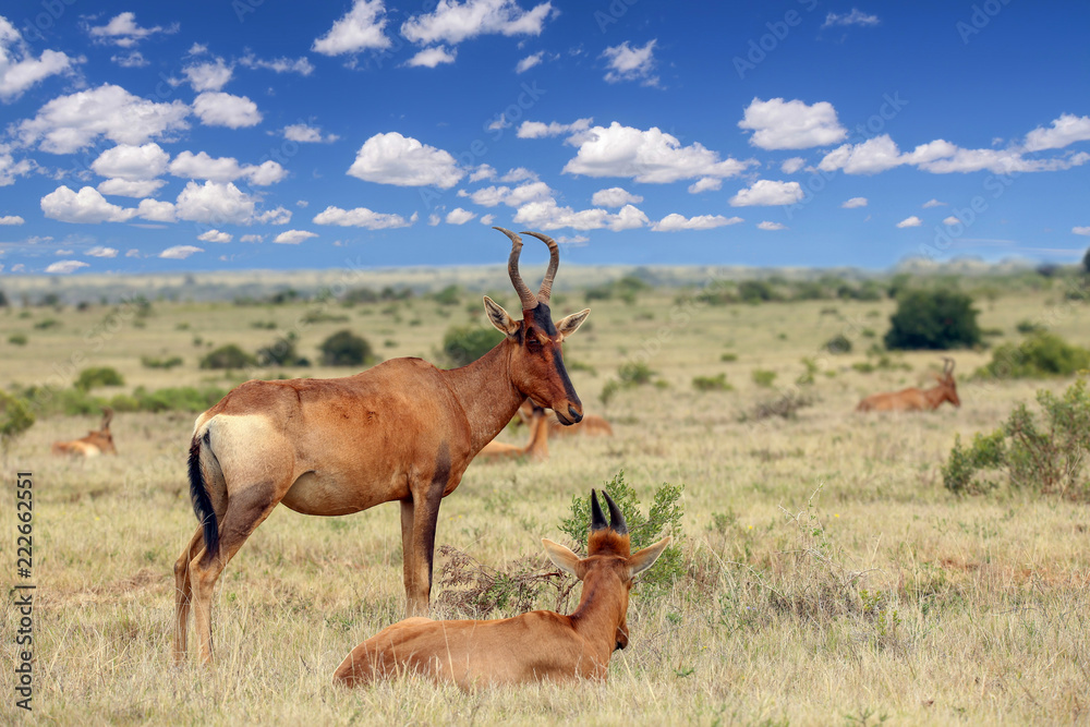 red hartebeest red hartebeest