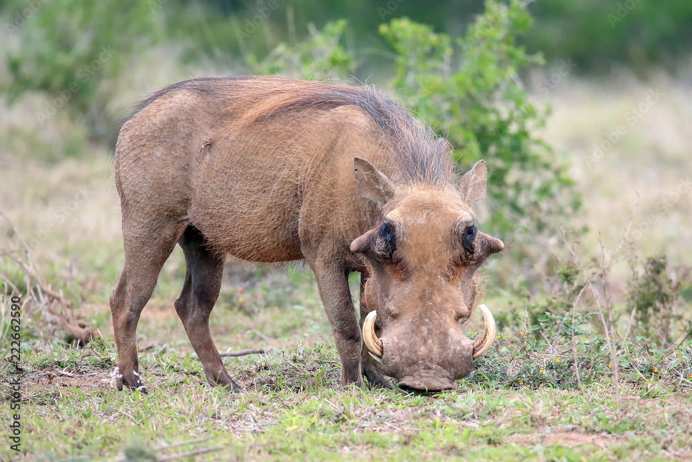 Warthog Warthog