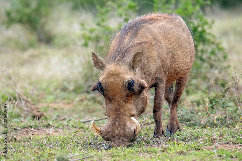 Warthog Warthog