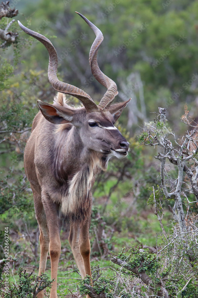 Obraz premium Kudu