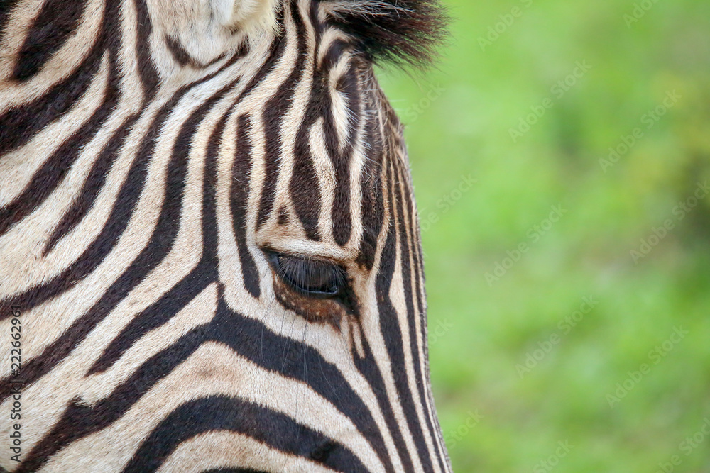 Fototapeta premium Zebra